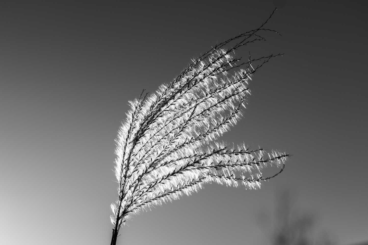 Black and white image of backlit pampas grass against a clear sky, highlighting its delicate feathery plumes.