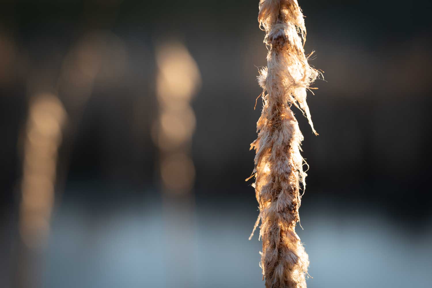 Close-up of frayed rope lit by sunlight against blurred background.