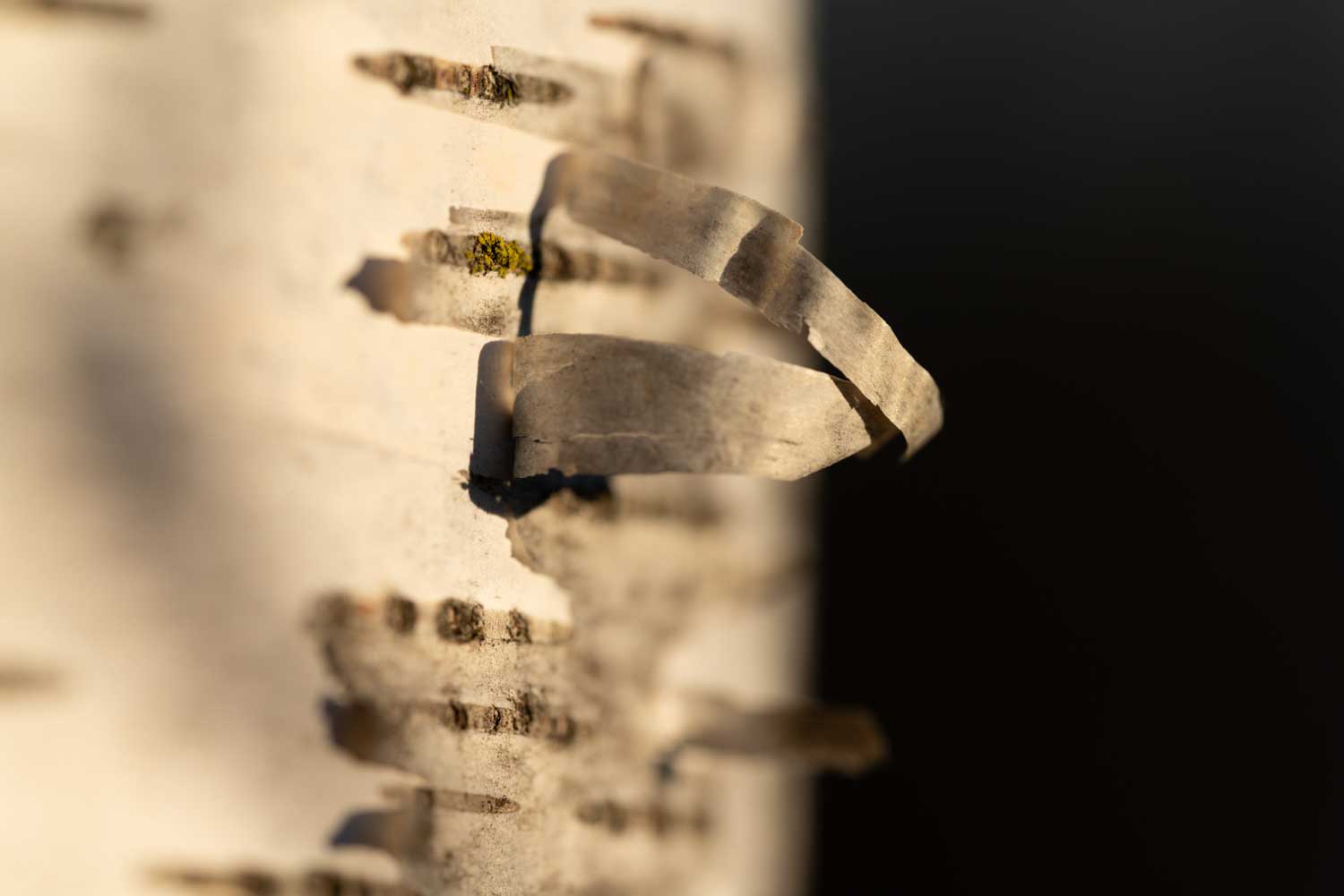 Close-up of peeling birch tree bark with sunlight creating intricate shadows and textures against a blurred dark background.