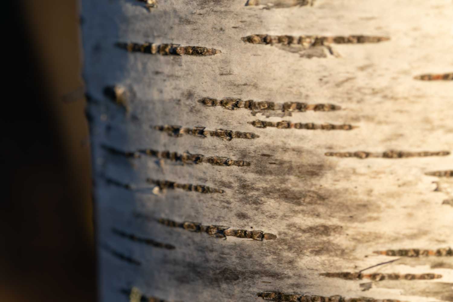 Close-up of a birch tree trunk with textured white bark and horizontal lines in soft, natural light.