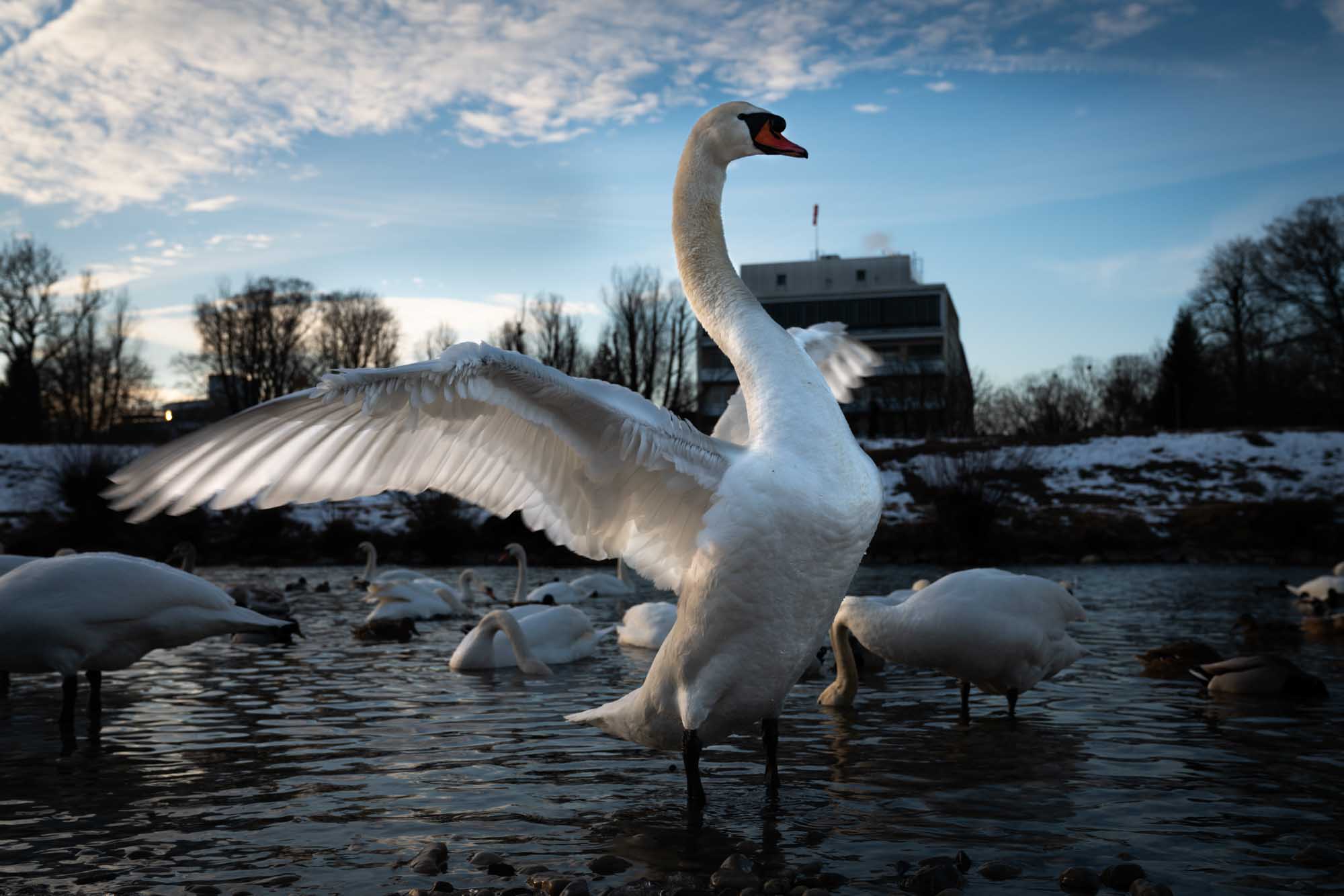 Swan spreading wings in a snowy river with ducks and trees in the background at sunset.
