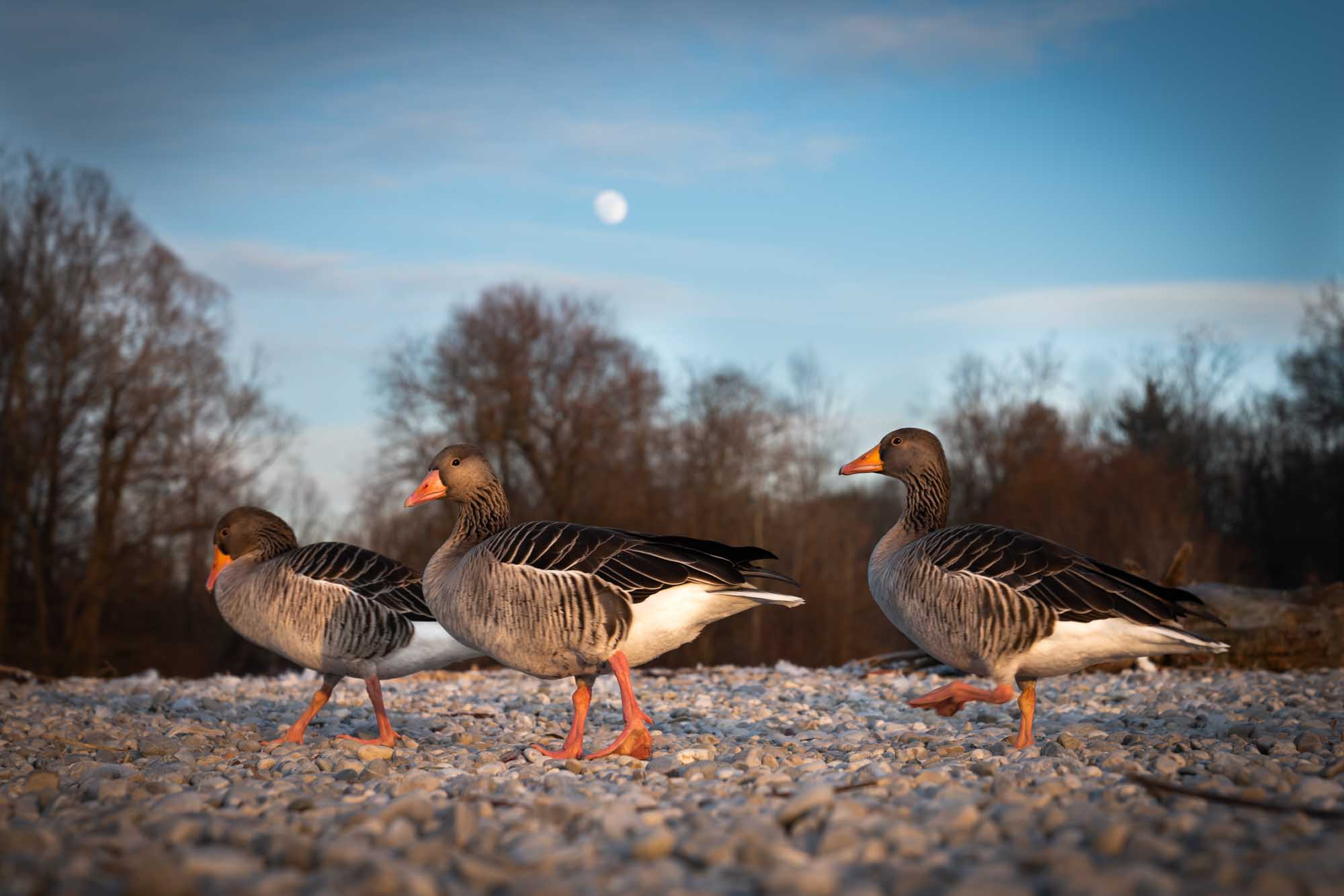 Three geese walking on rocky ground with the moon and trees in the background during sunset.