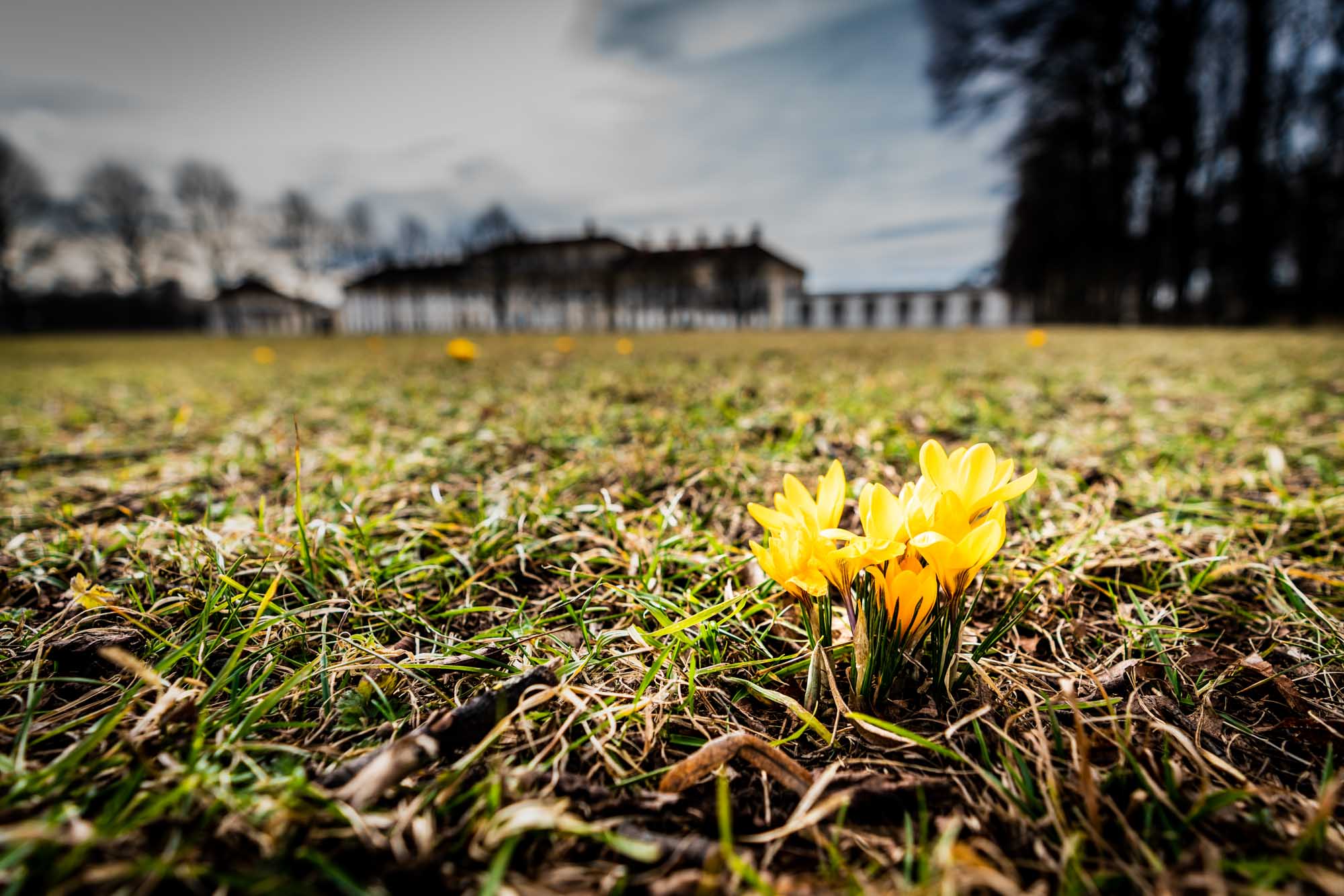 Yellow crocuses blooming in a field with a blurred building and trees in the background under a cloudy sky.