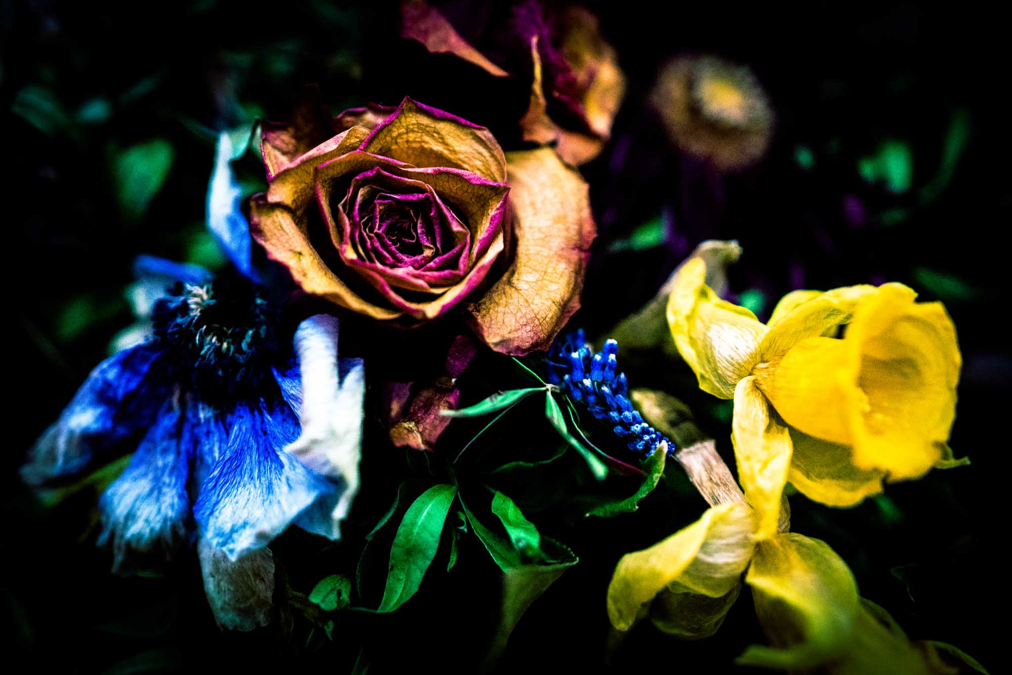 Vibrant close-up of colorful dried flowers with intricate details and contrasting hues against a dark background.