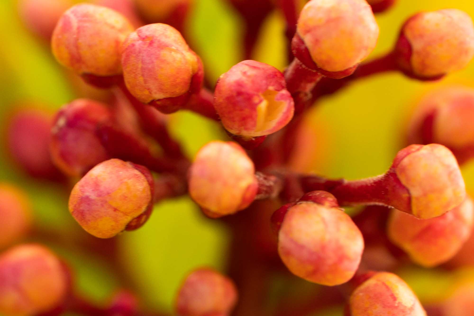 Close-up of vibrant pink and yellow flower buds on red stems against a soft green background.