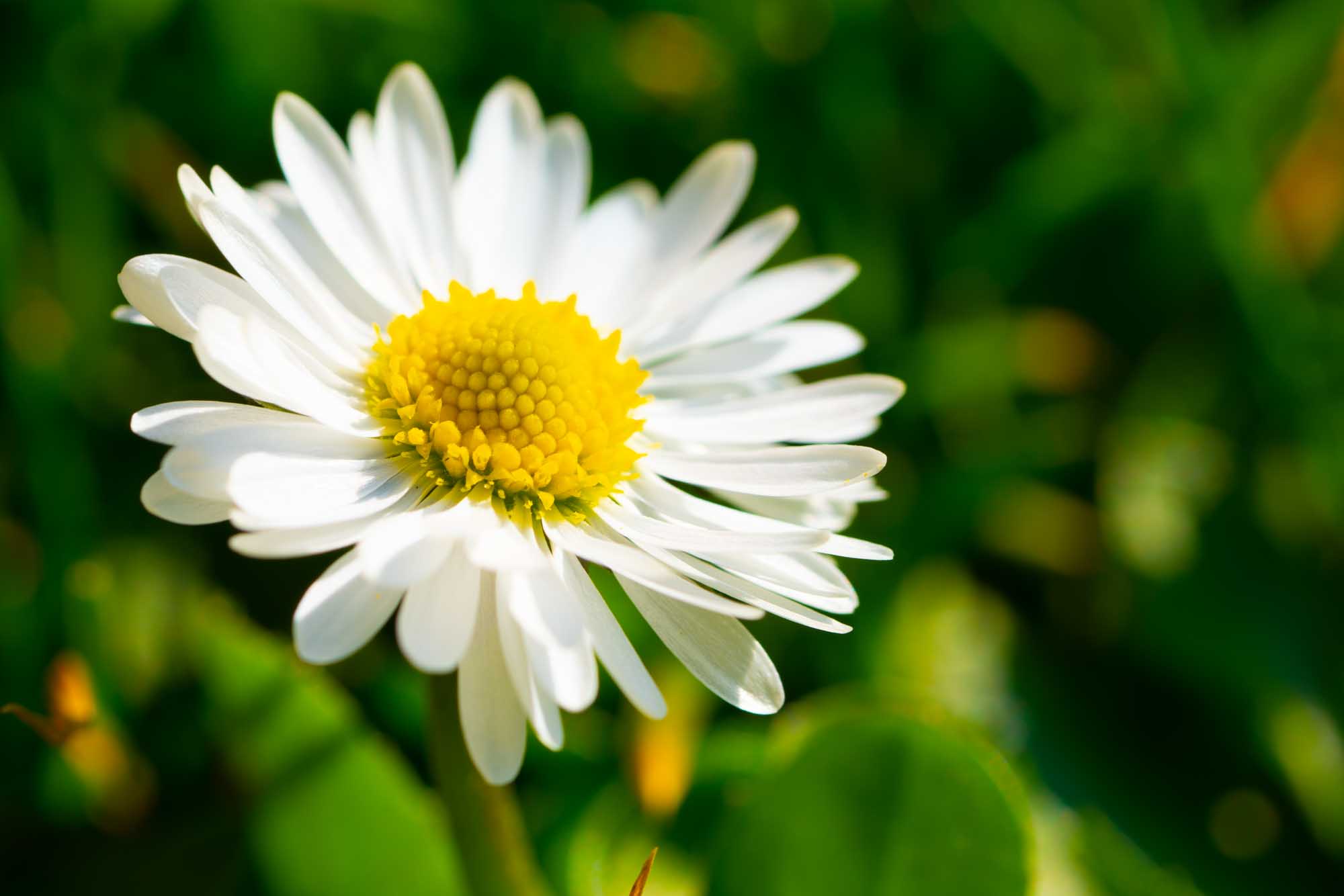 Close-up of a blooming white daisy with a yellow center against a blurred green background.