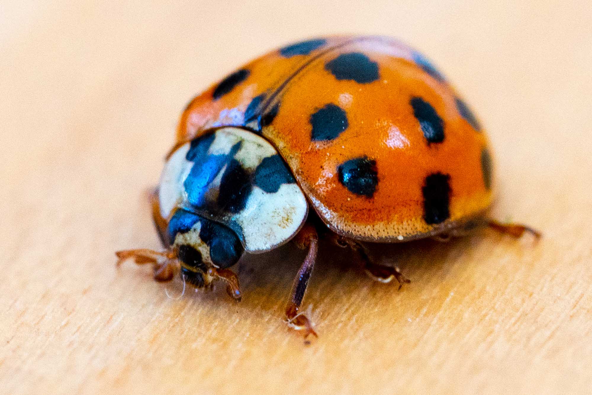 Close-up of a vibrant ladybug with orange shell and black spots on a wooden surface.