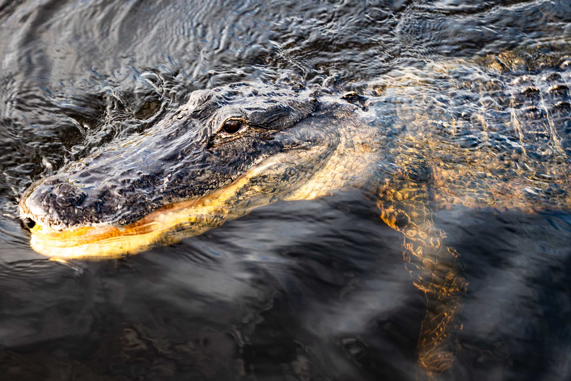 Alligator partially submerged in water, its textured scales and eyes visible above the dark surface.