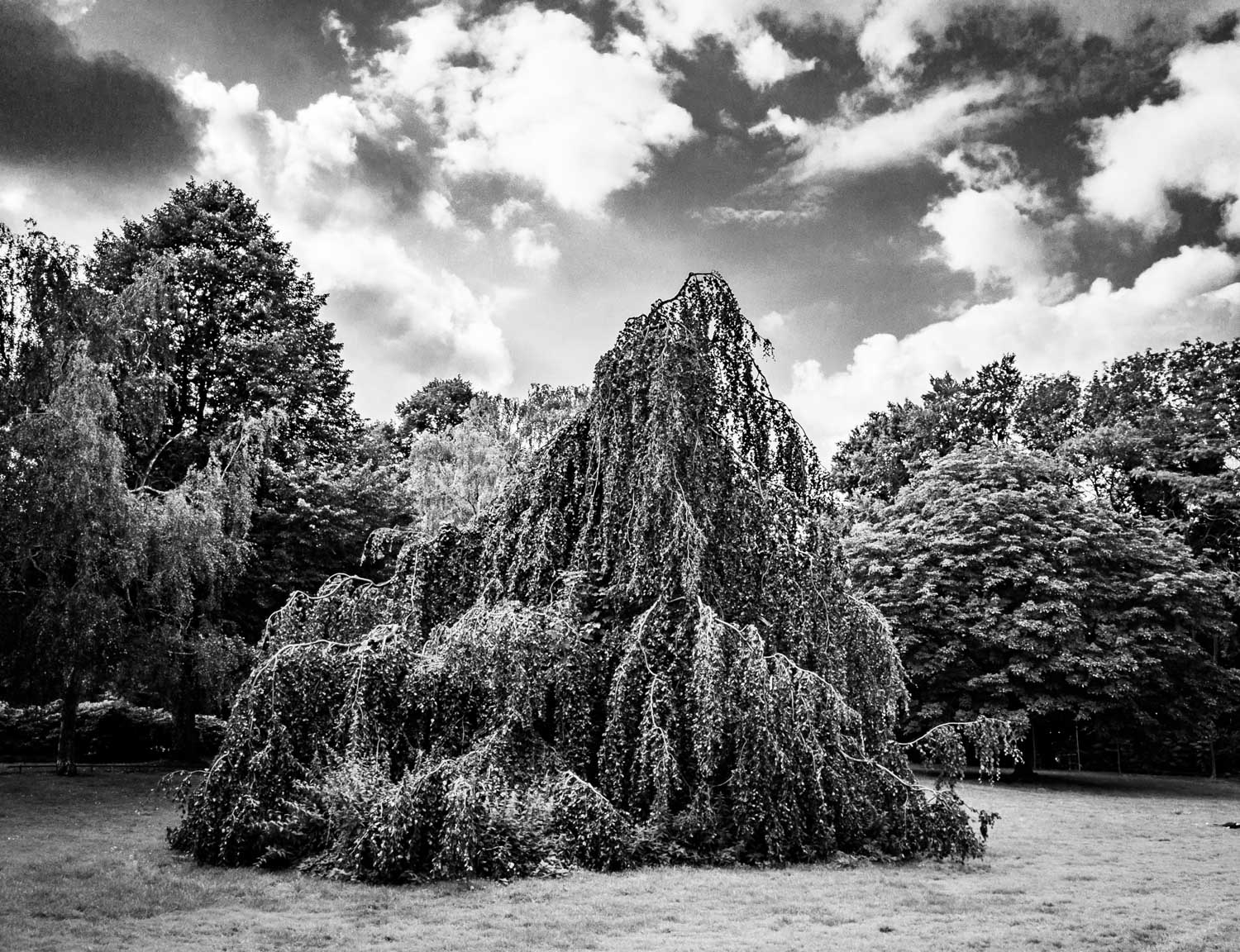 Weeping tree in a park under a dramatic cloudy sky, surrounded by lush foliage and grass. Black and white landscape.