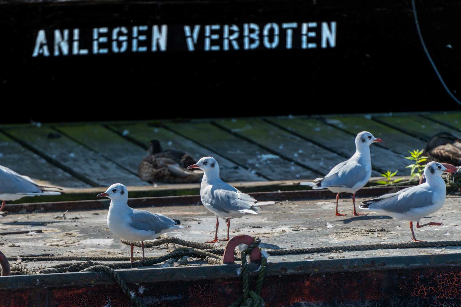 Seagulls standing on a dock with Anlegen Verboten sign in the background, accompanied by a duck resting nearby.