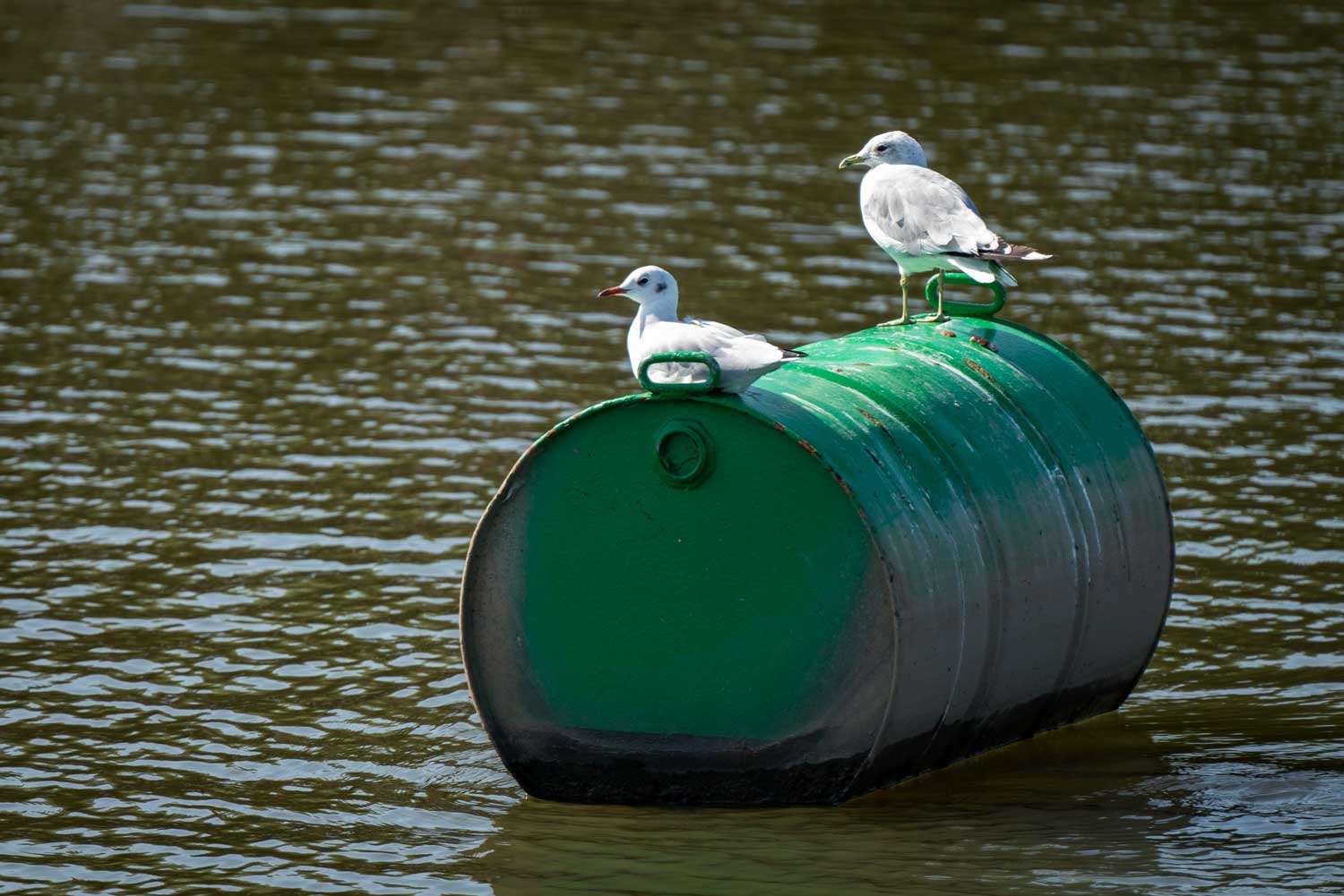 Two seagulls resting on a floating green barrel in a calm water setting.