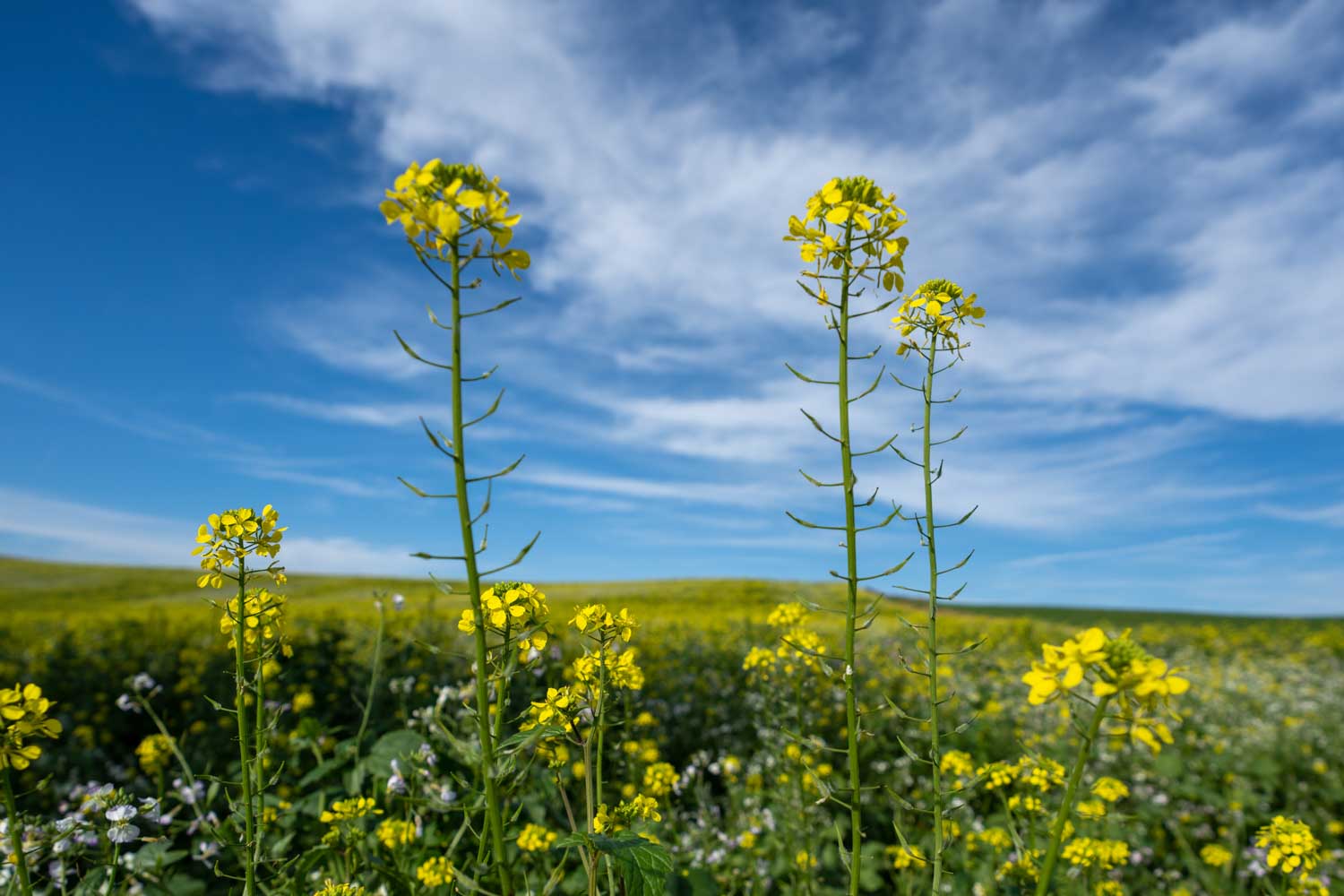 Yellow wildflowers bloom under a vibrant blue sky with scattered clouds.