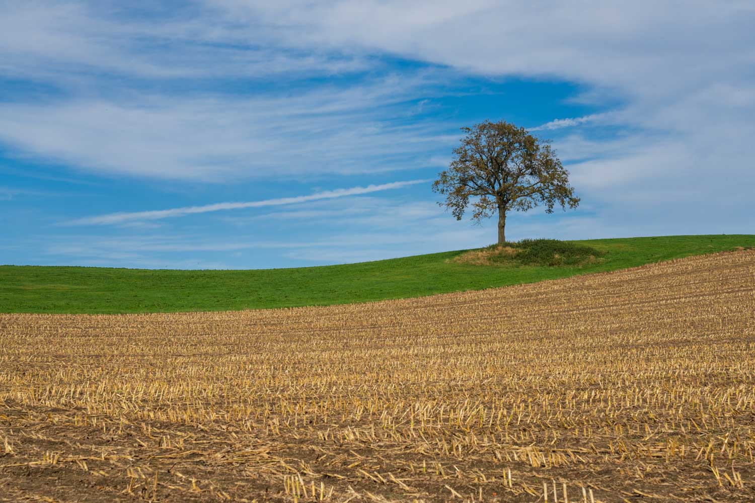 Solitary tree on a green hill against a blue sky, with harvested field in the foreground.