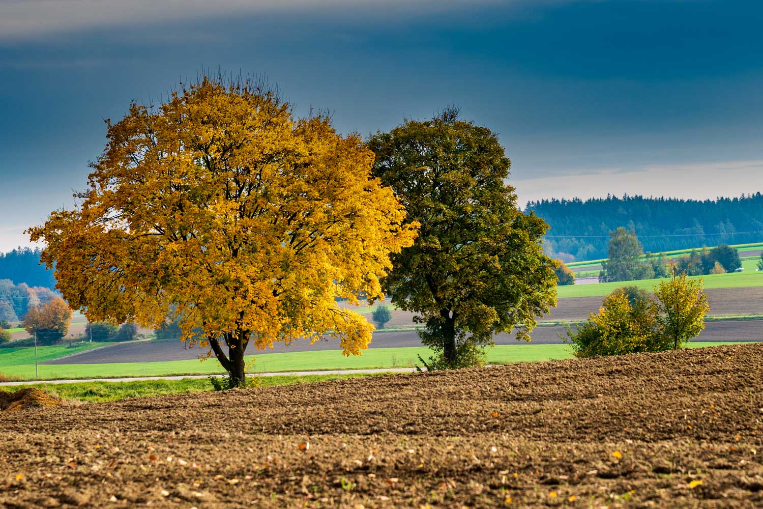 Two trees in autumn colors stand in a plowed field against a backdrop of rolling green hills and cloudy sky.