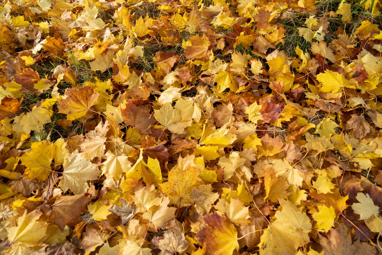 Autumn leaves in shades of yellow and brown covering the ground in a natural setting.