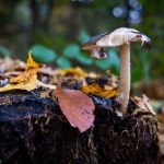 Mushroom growing on a tree stump amidst fallen autumn leaves in a forest setting.
