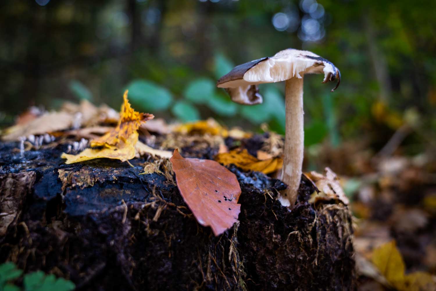 Autumn Colors – Fields, Forests, and Fading Light