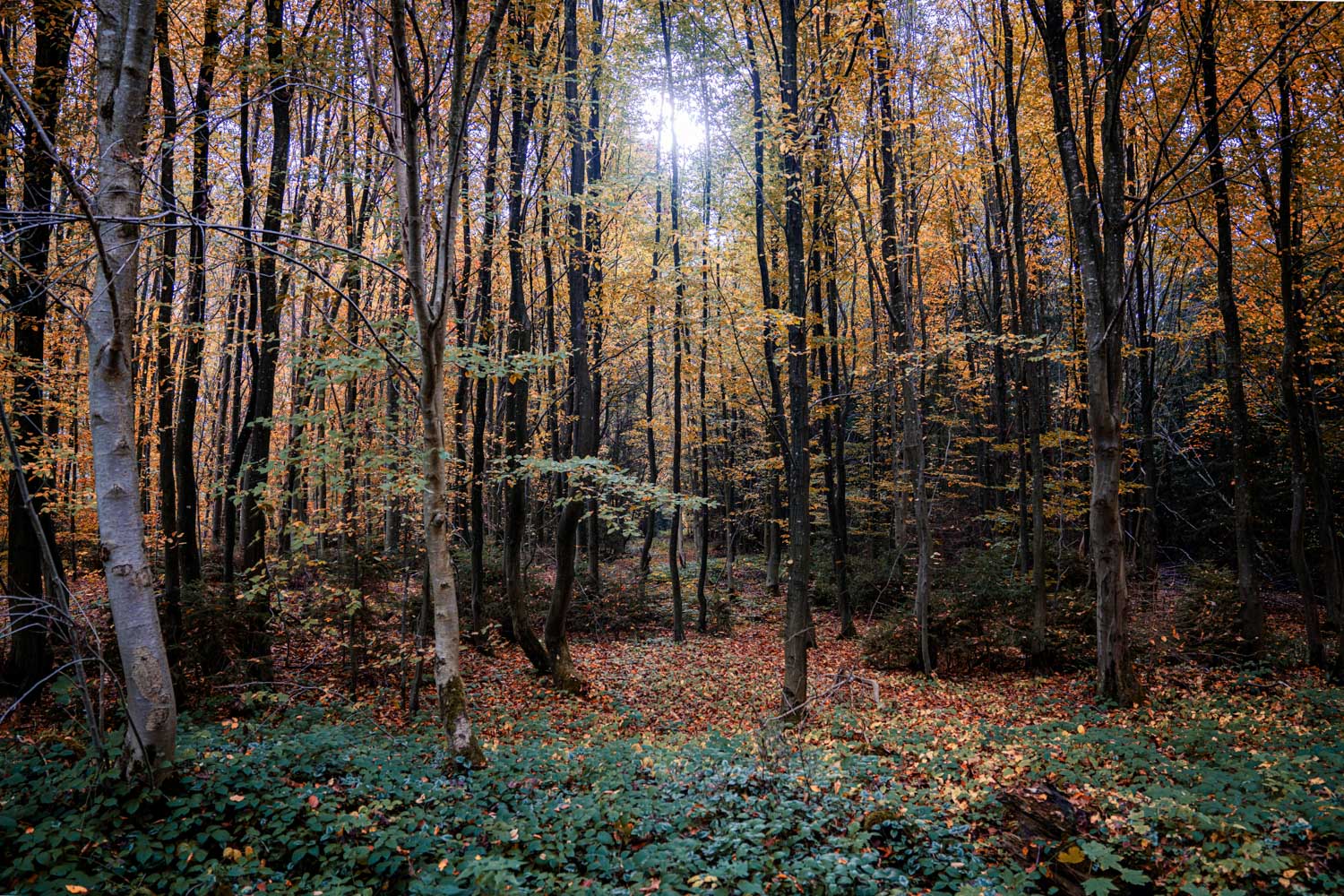 Dense autumn forest with tall trees and vibrant orange and yellow leaves, sunlight filtering through the canopy.