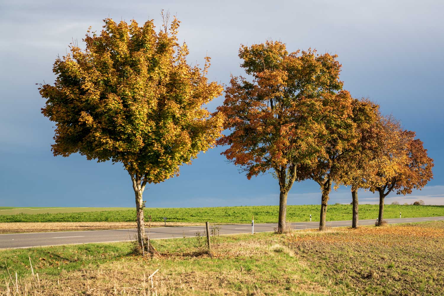 Row of colorful autumn trees lining a rural road with green fields under a cloudy sky.