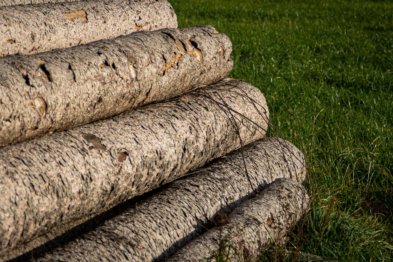Stack of cut logs on green grass, highlighting natural wood textures and outdoor setting.