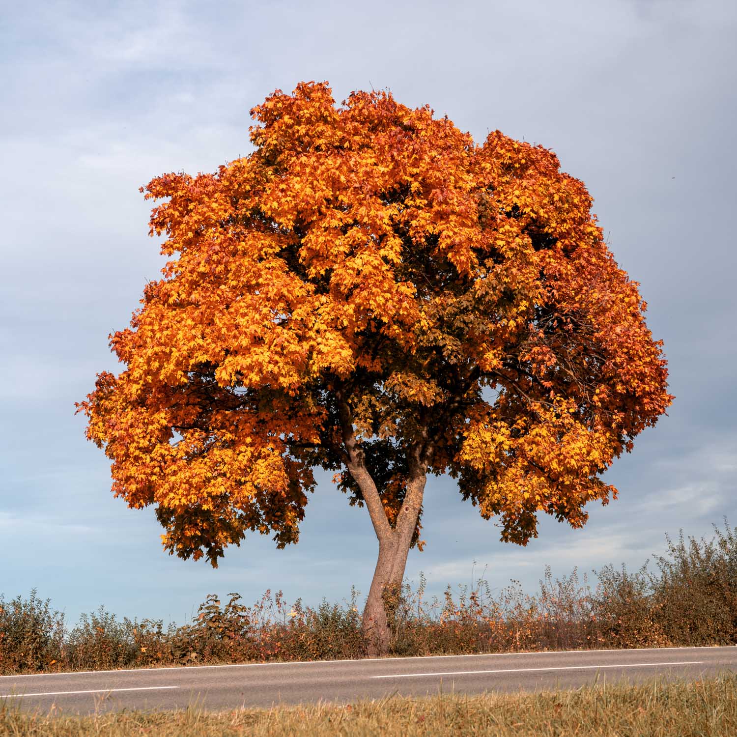 A solitary tree with vibrant orange fall leaves stands beside a quiet road under a cloudy sky.