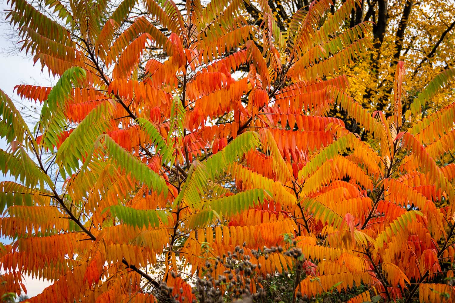 Vibrant autumn leaves in orange, yellow, and green on a tree, capturing the essence of fall foliage.