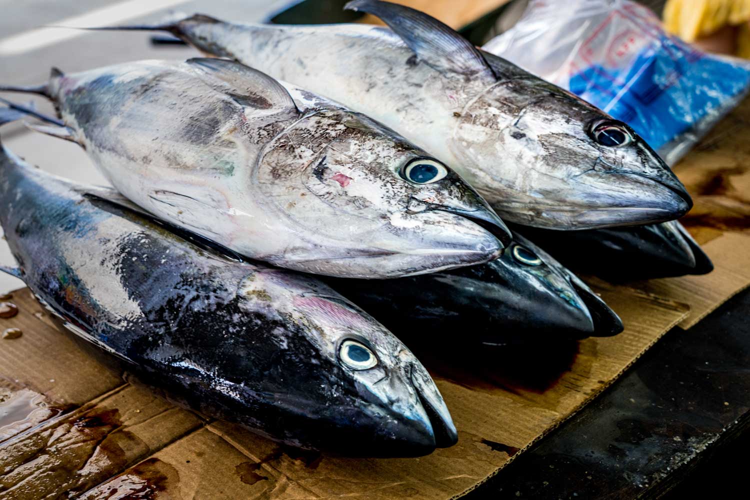 Freshly caught large fish displayed on cardboard at a market, glistening under natural light.