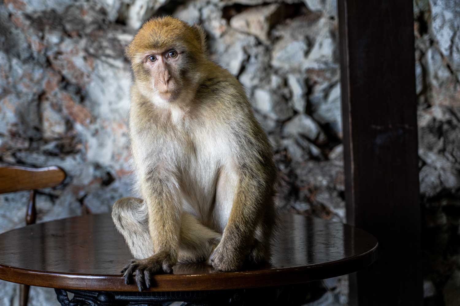 Barbary macaque sitting on a wooden table against a rocky background indoors.