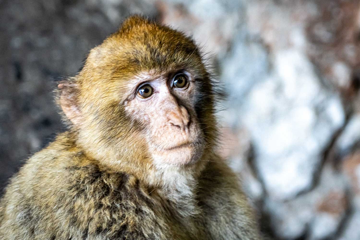 Close-up of a Barbary macaque with brown fur and expressive eyes against a blurred rocky background.