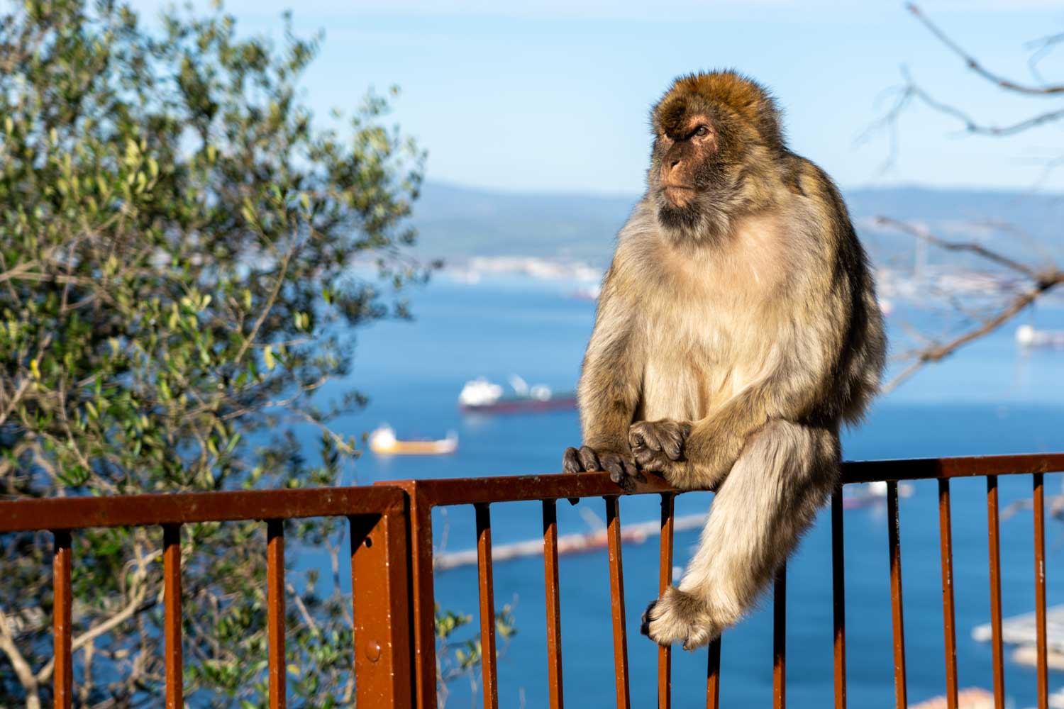 Barbary macaque sitting on a railing with sea and distant ships in the background, Gibraltar.
