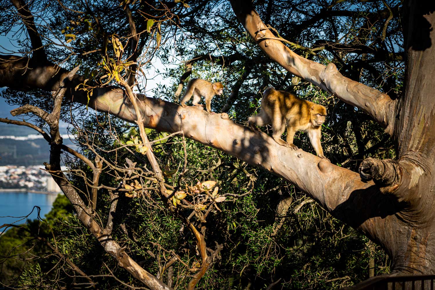 Monkeys walking on a tree branch with a view of a coastal town in the background.
