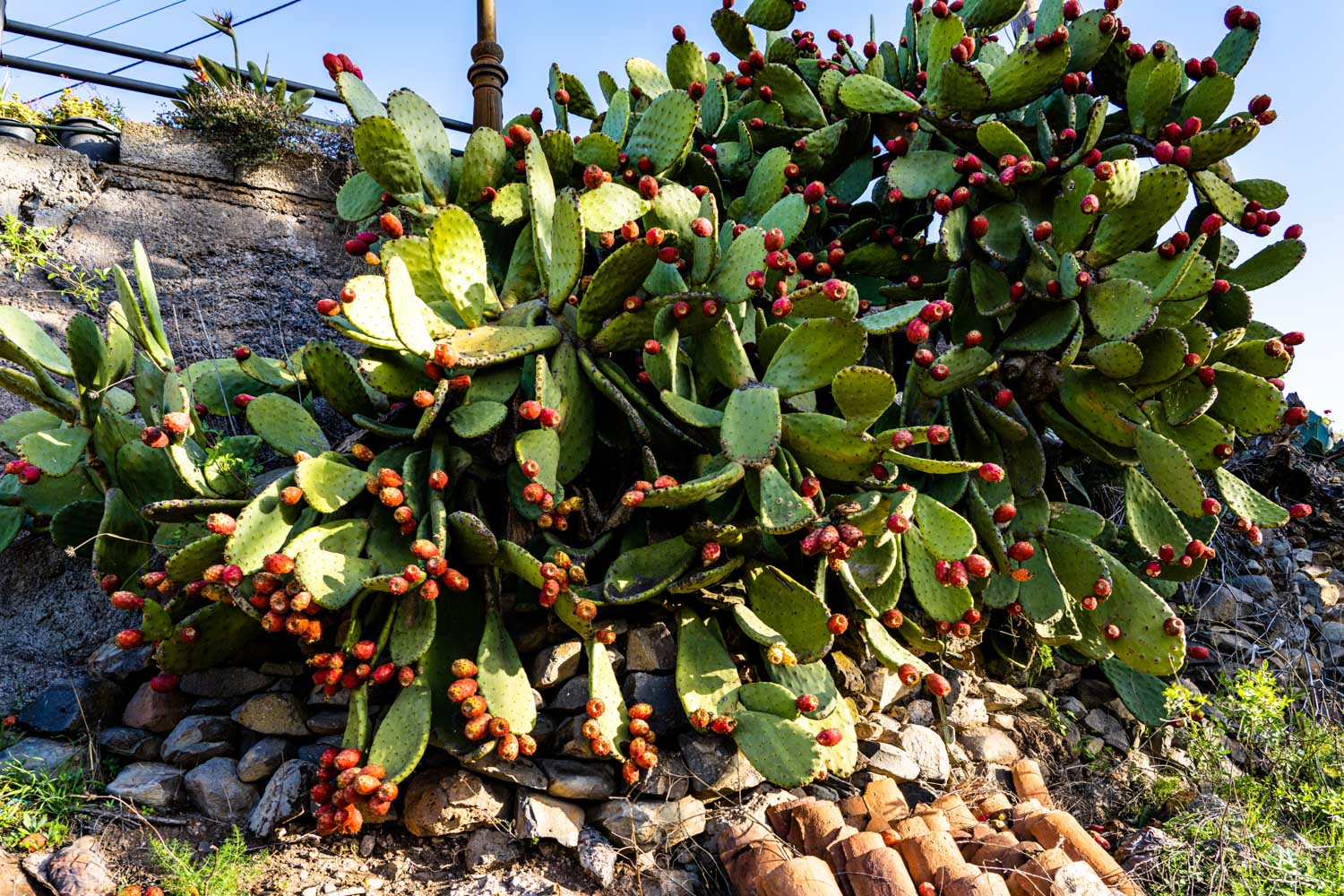 Prickly pear cactus with red fruits growing on a rocky wall under a clear blue sky.
