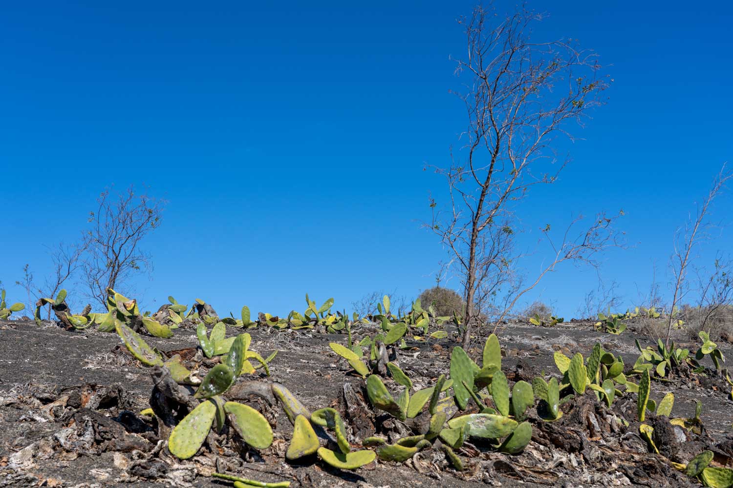 Young prickly pear cacti sprout on rocky volcanic soil under a clear blue sky, surrounded by sparse, dry vegetation.