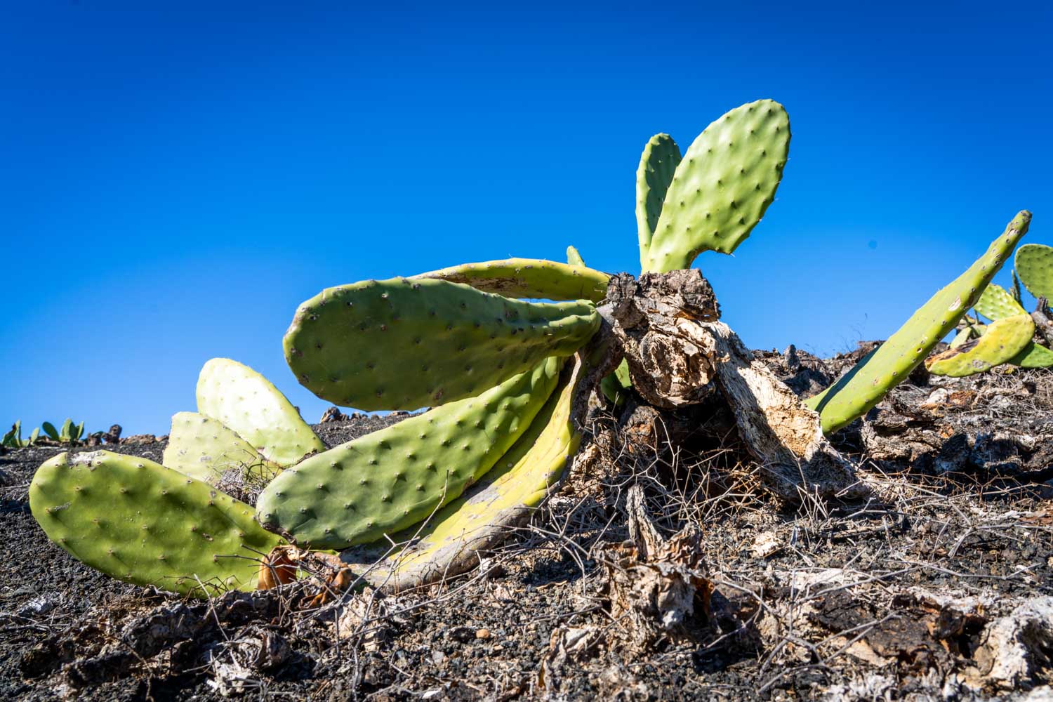 Cactus plant on rocky soil under clear blue sky, showcasing green pads and arid desert environment.