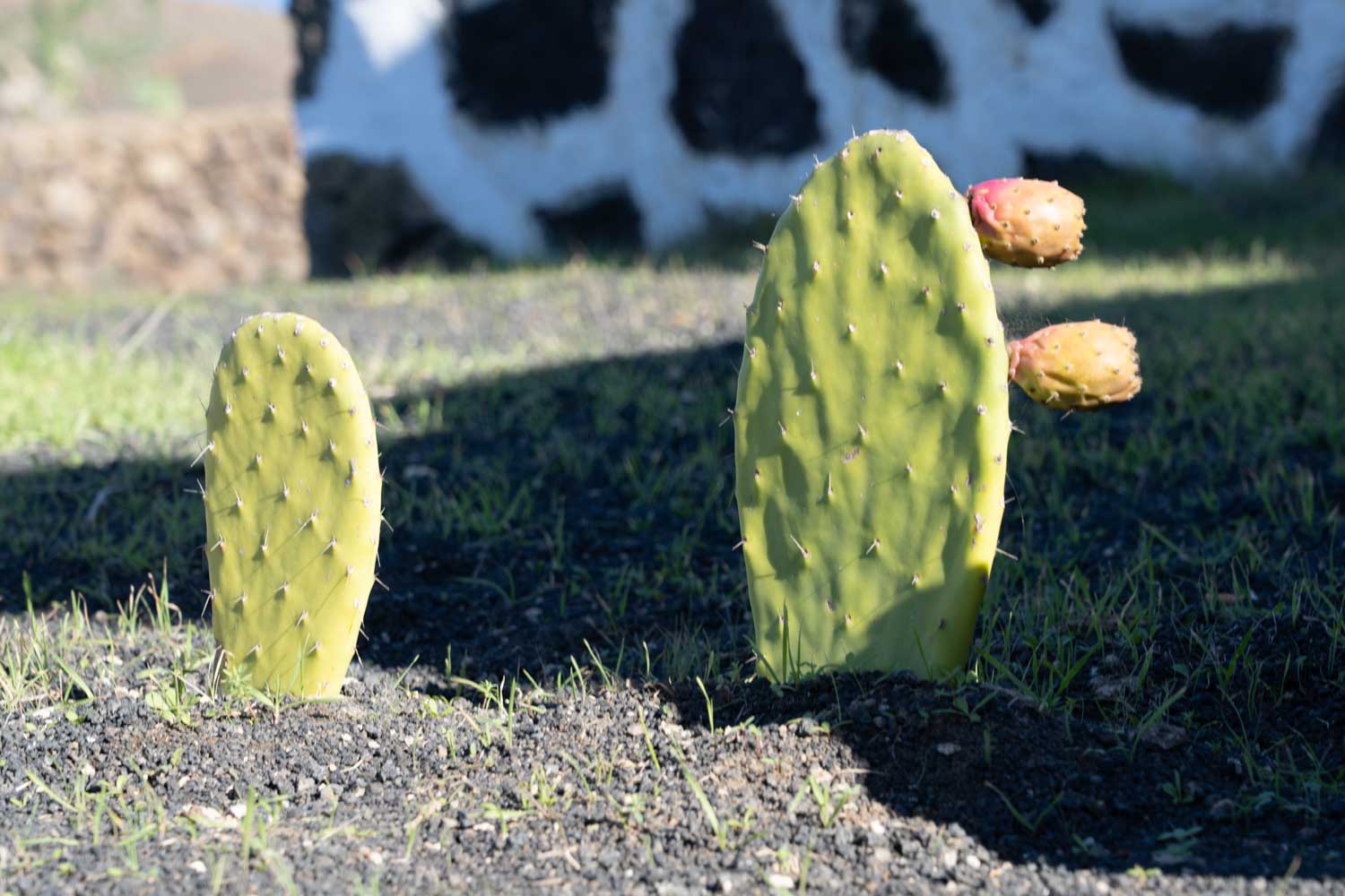 Two prickly pear cacti in rocky soil, one with budding fruit, against a blurred background of stones and grass.