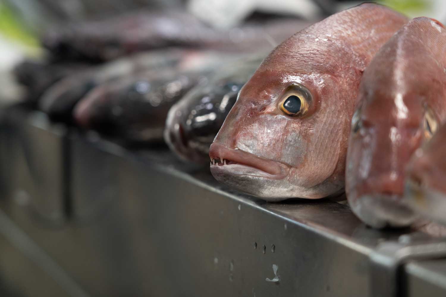 Fresh whole fish displayed on ice at a seafood market counter.