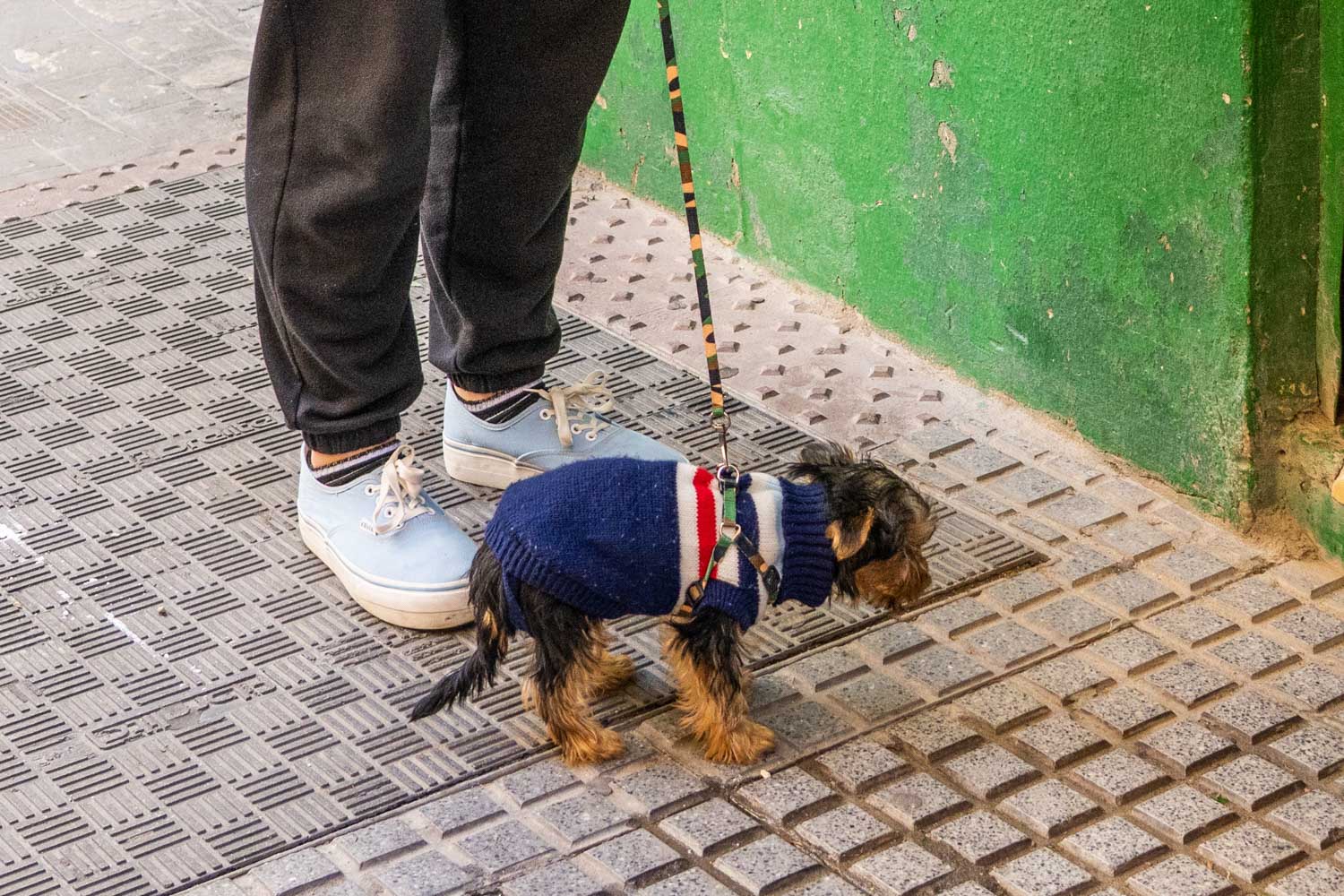 Tiny dog in a blue sweater on a leash walks beside a person in blue sneakers on a tiled urban sidewalk.
