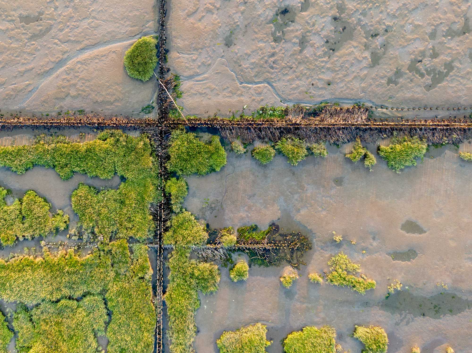Aerial view of green patches and intersecting wooden barriers on a sandy, muddy landscape.