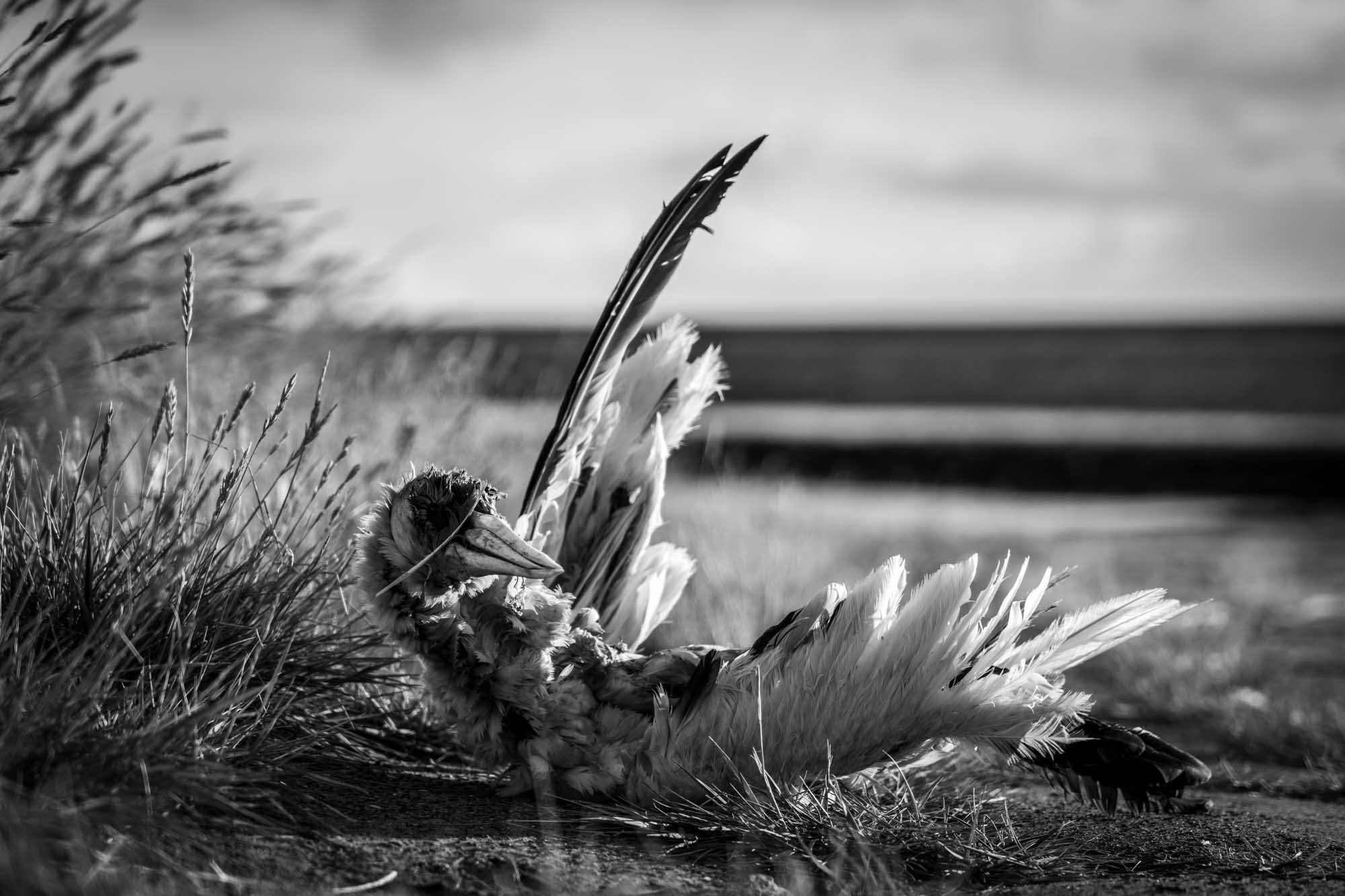 Black and white photo of a dead bird lying in grass by the seashore, with detailed feathers and a blurred horizon.