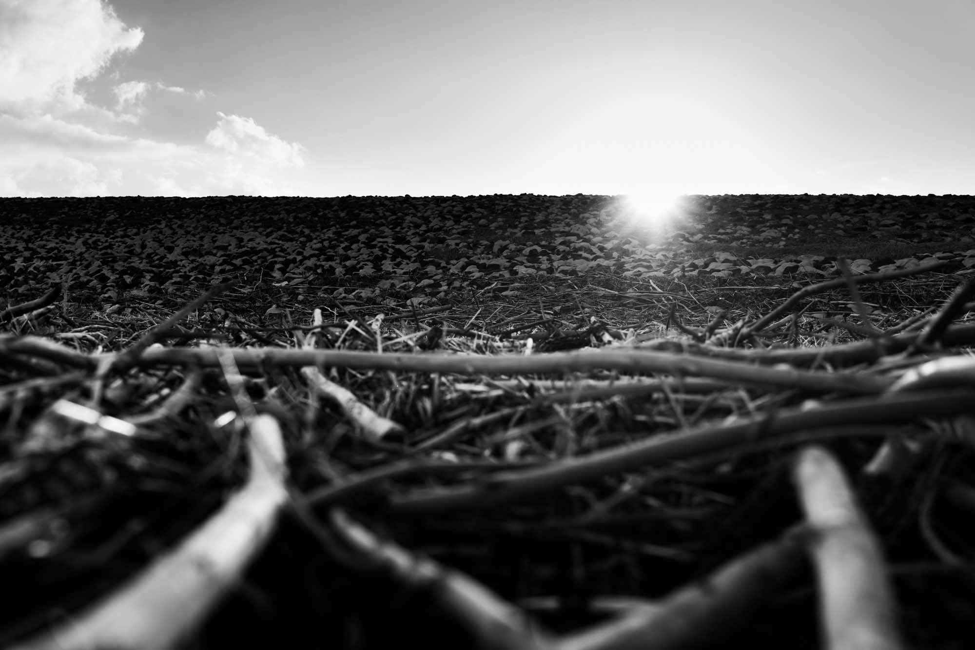Sunrise over rocky terrain and scattered branches, black and white landscape.
