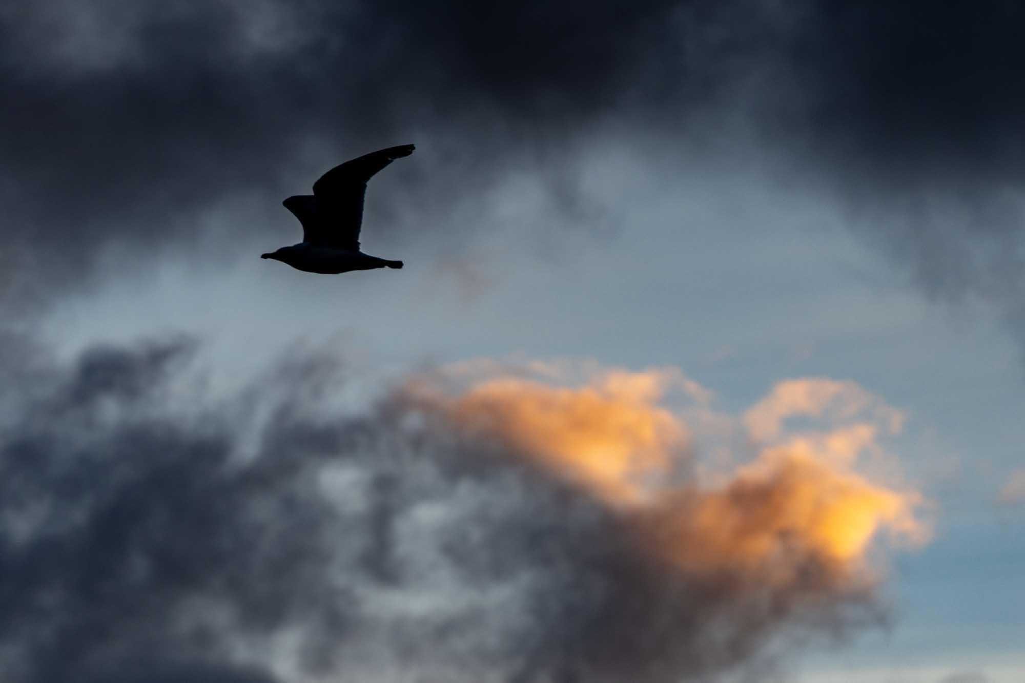 Silhouette of a bird flying against a dramatic sunset sky with dark clouds and orange hues.
