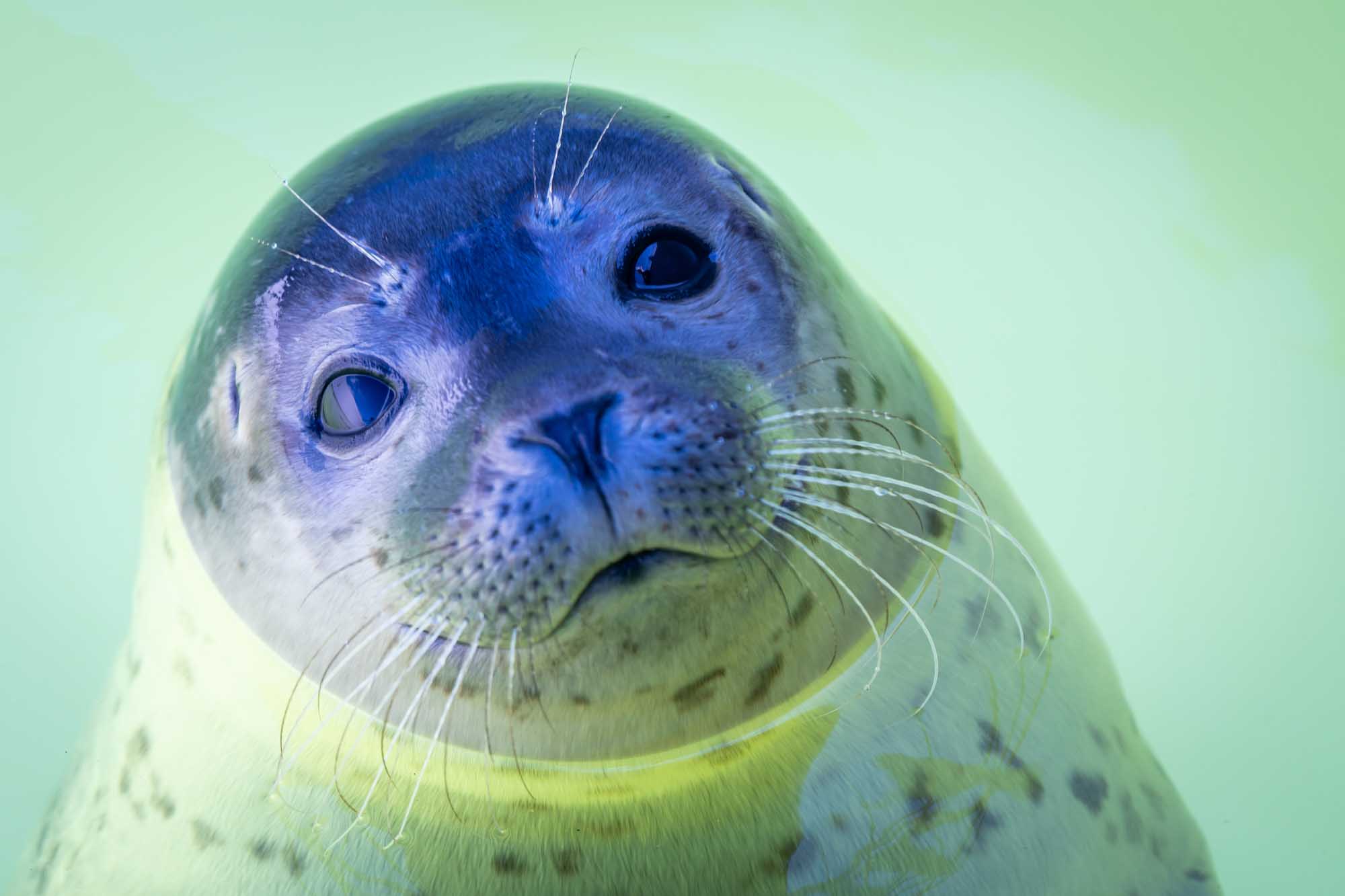 Close-up of a curious seal with spotted fur and whiskers, gazing underwater with a soft green background.