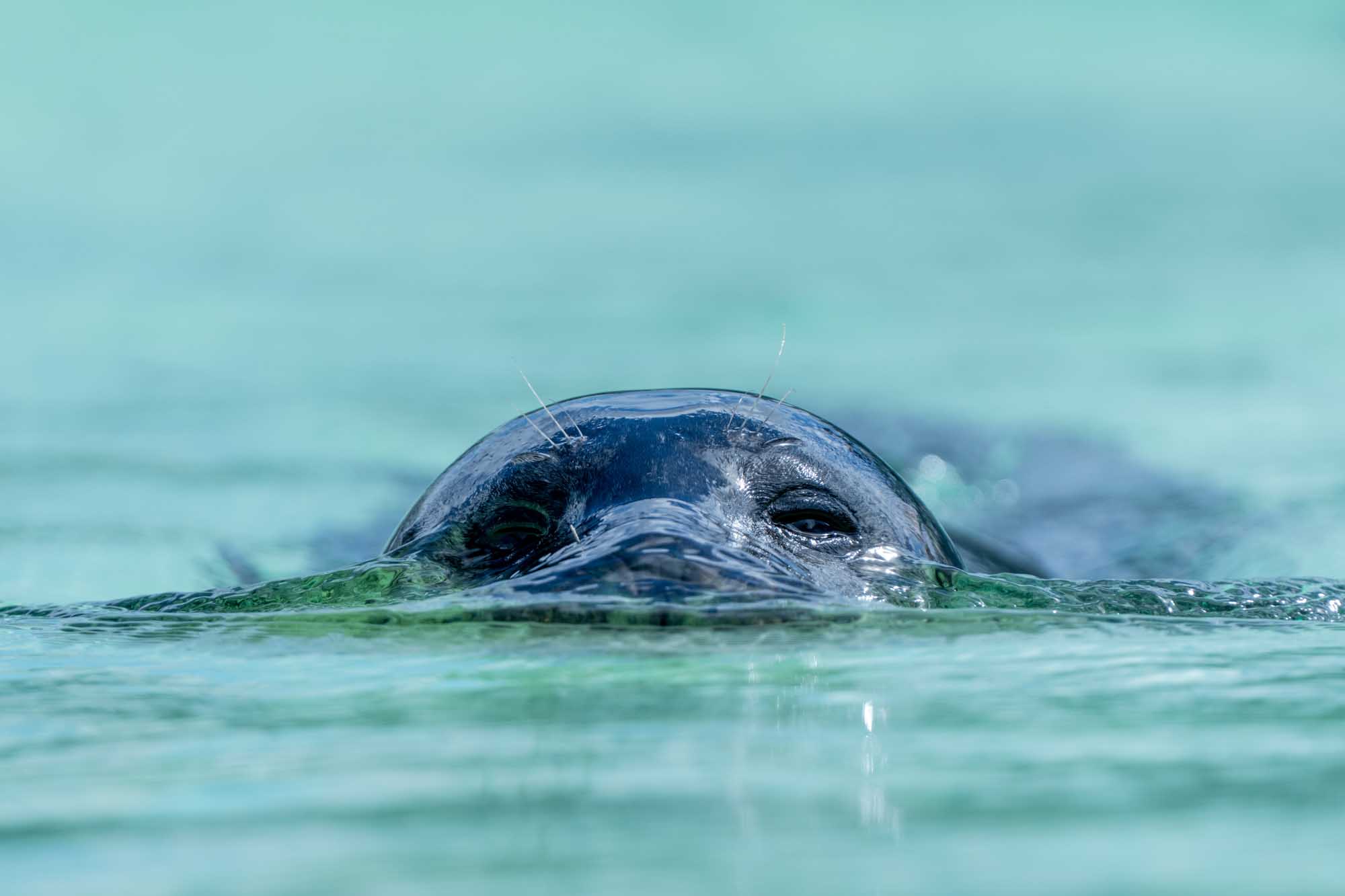 Seal's head partially submerged in clear blue water, eyes visible above the surface.