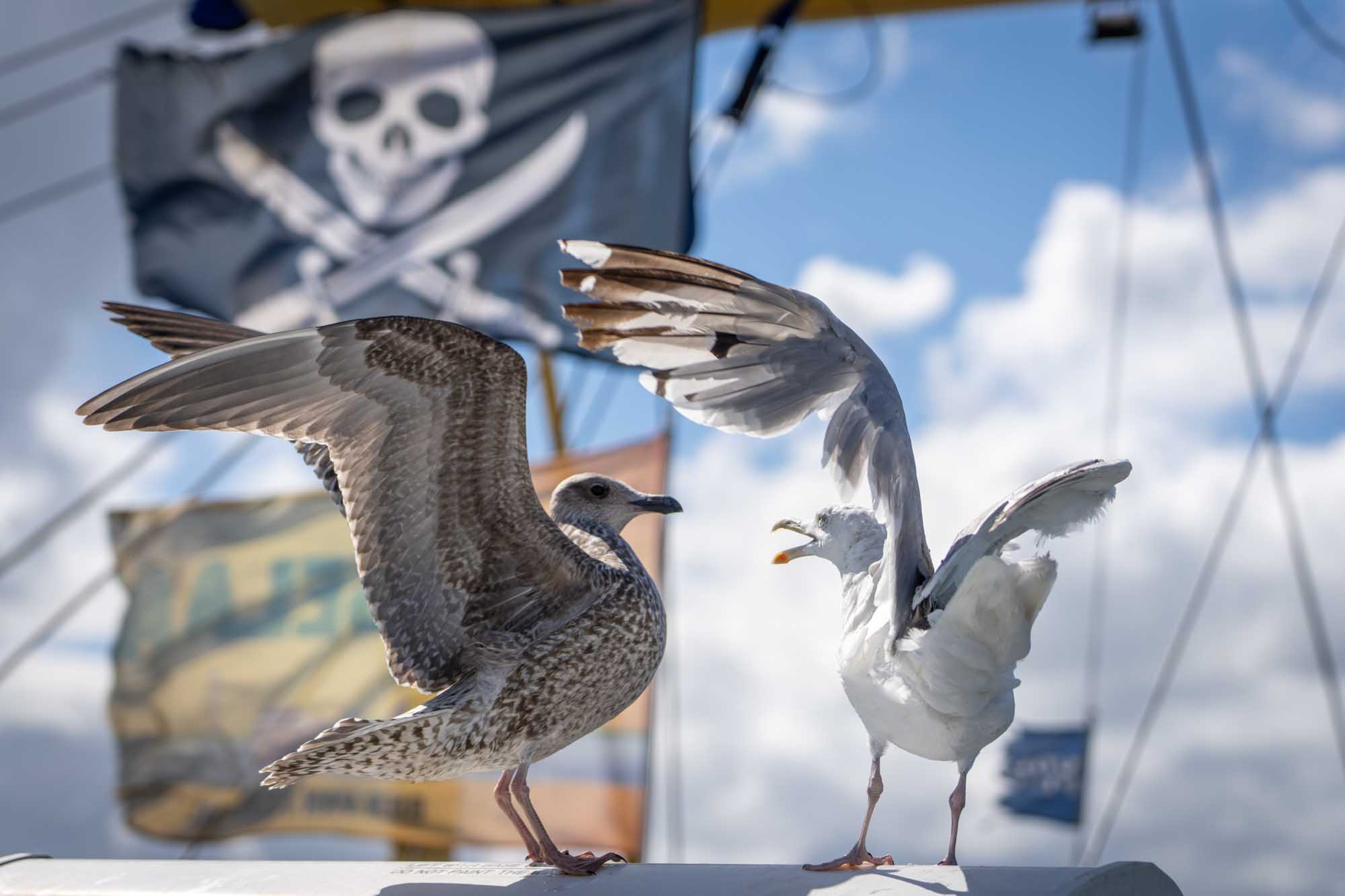 Two seagulls squabble atop a boat with a pirate flag waving in the background under a blue sky.
