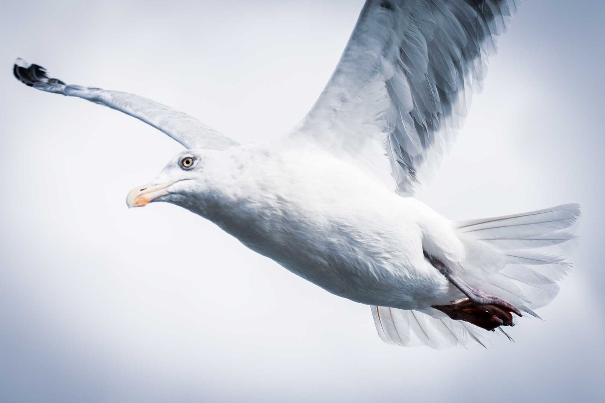 Close-up of a seagull in flight with outstretched wings against a cloudy sky.