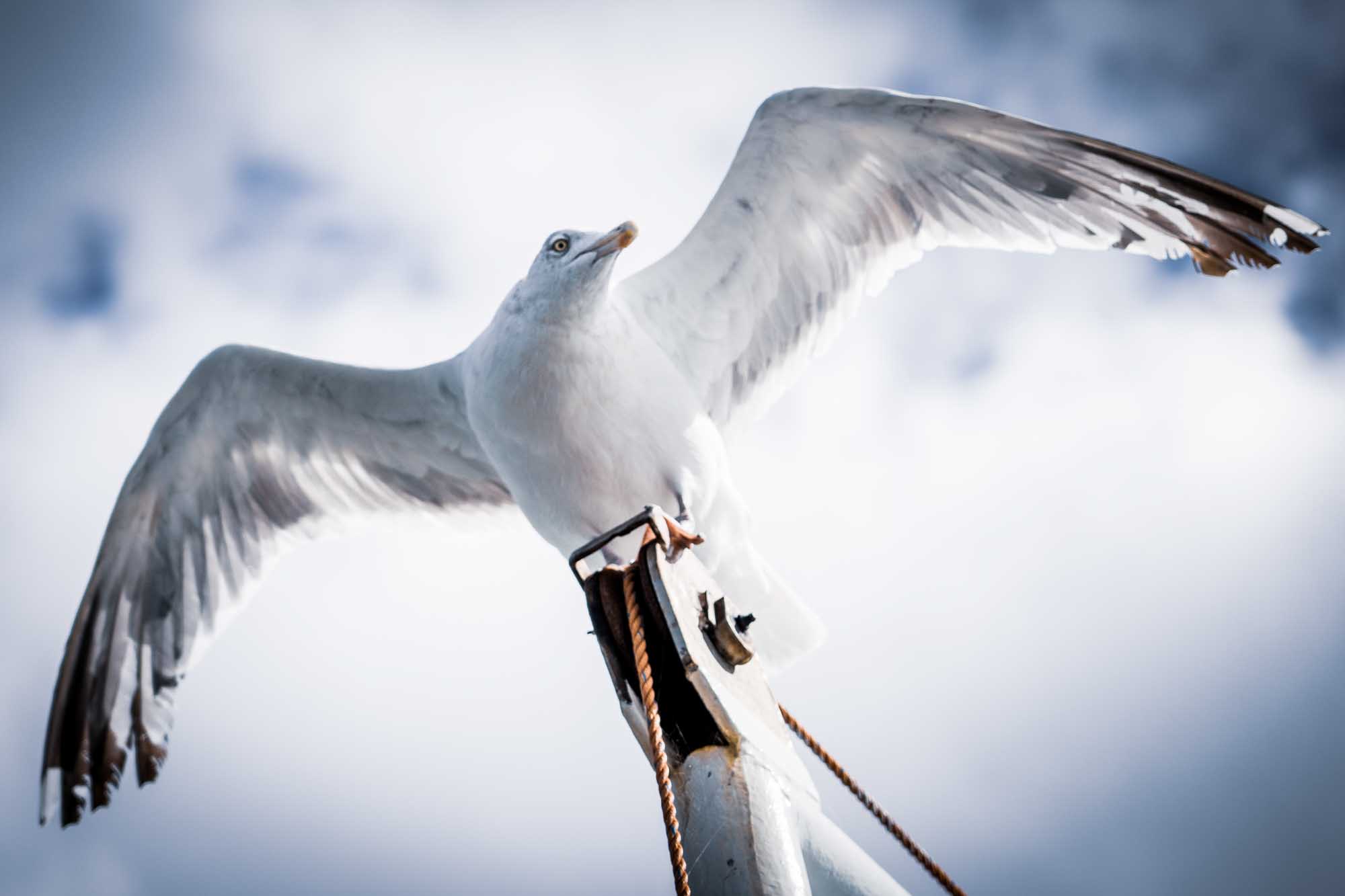 Seagull with wings spread perched on a mast against a cloudy sky background.