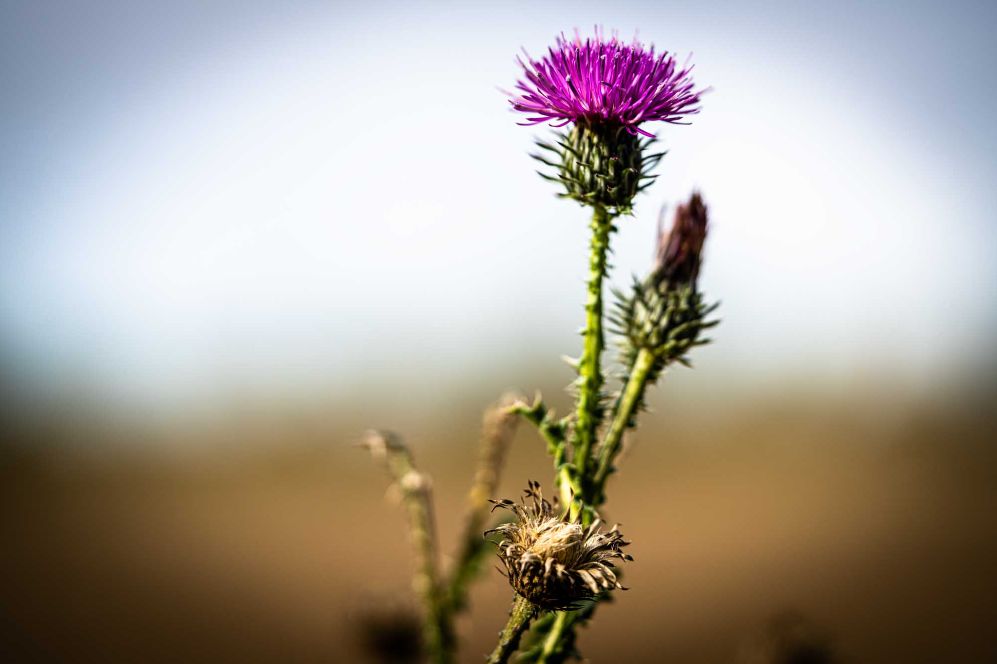 Purple thistle flower blooming in a field with a blurred background.