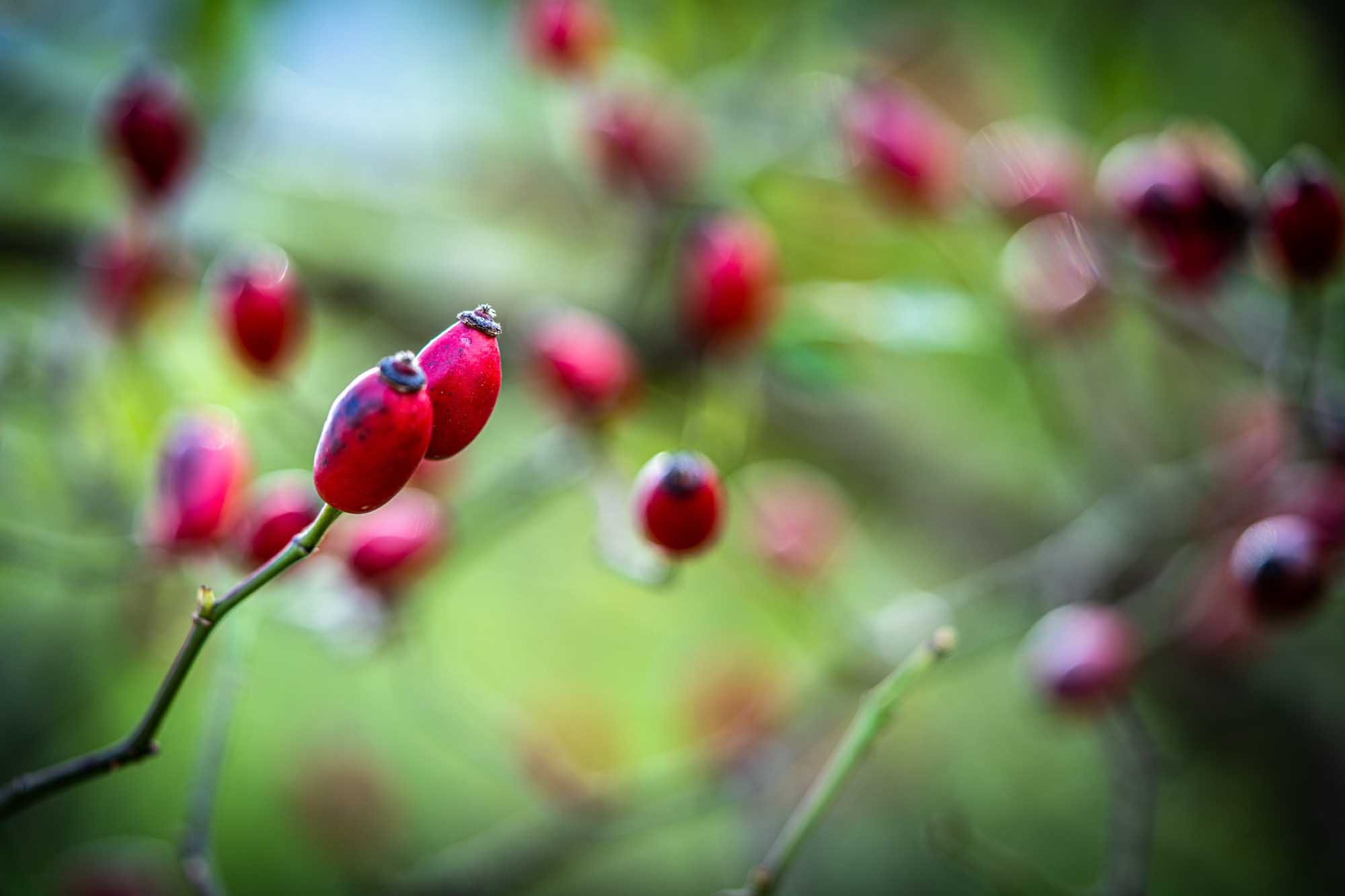 Close-up of vibrant red rose hips on a branch with a blurred green and red background.