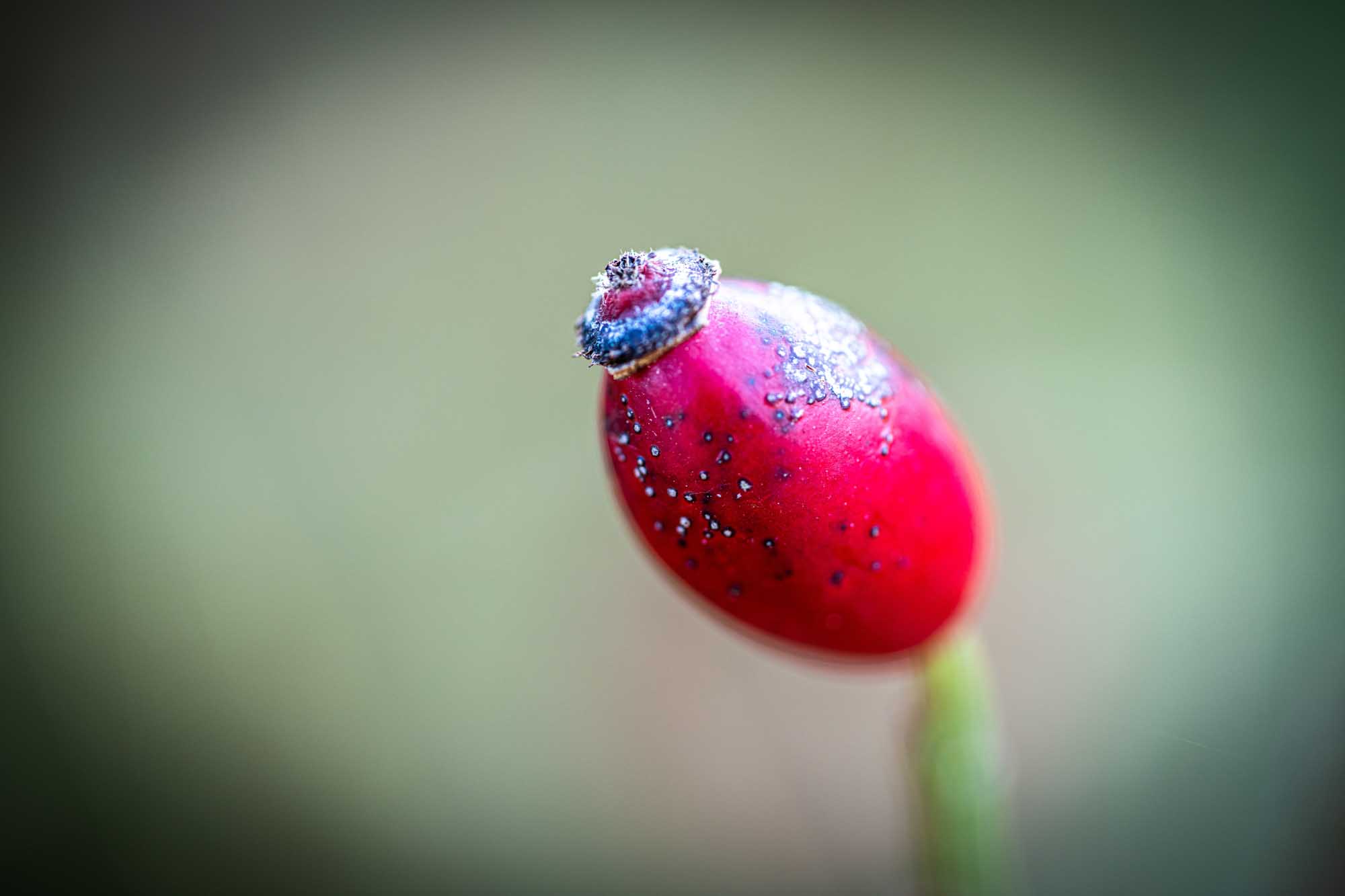Close-up of a vibrant red rosehip with a textured surface, set against a soft green background.