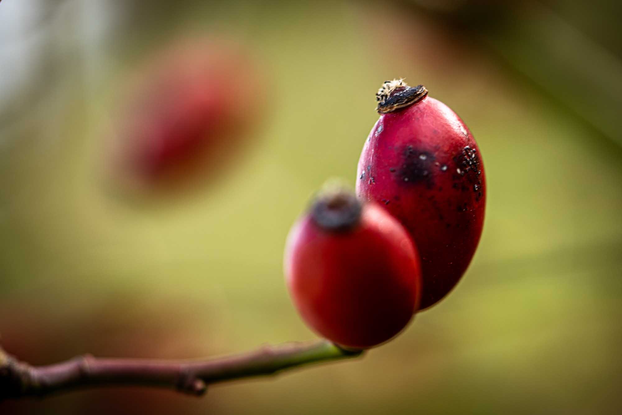 Close-up of red rose hips on a branch against a blurred green and yellow background.